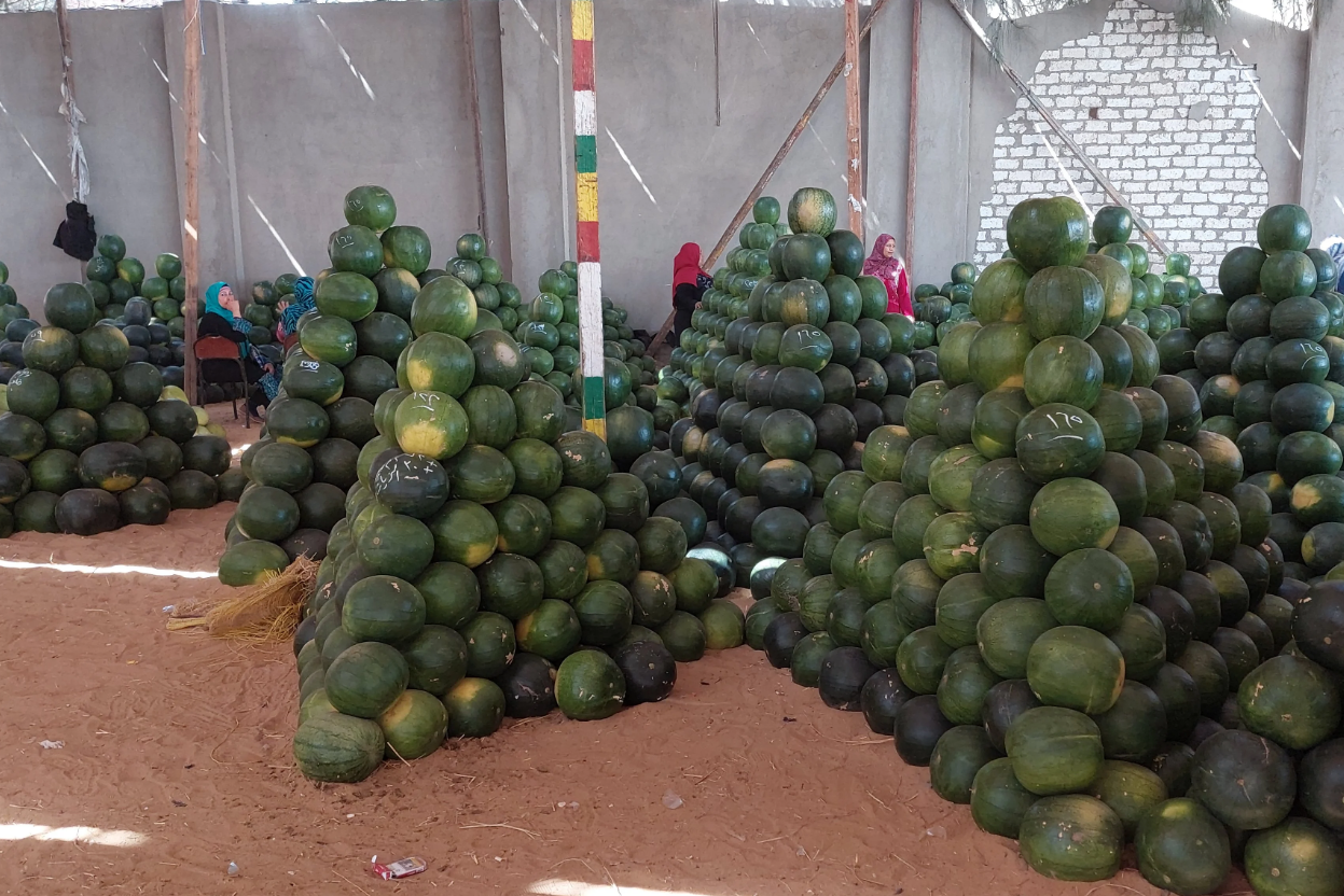 شوادر البطيخ في مصر